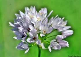 “Allium roseum” (Ajo de culebra, ajo rosado)